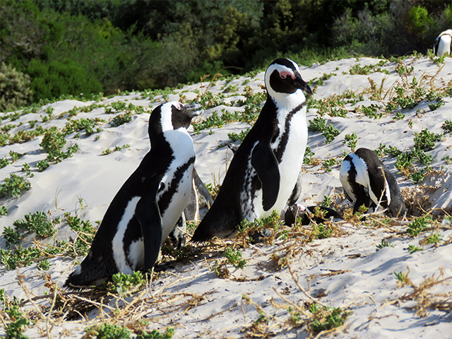African Penguin by Ventures Birding